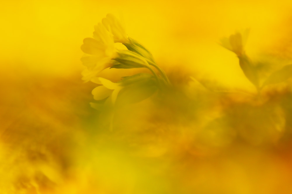 Platz 11 JohannKerler